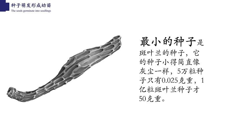 3.6.1+种子萌发形成幼苗-【精华备课】2023-2024学年七年级生物上册同步教学课件（北师大版）06