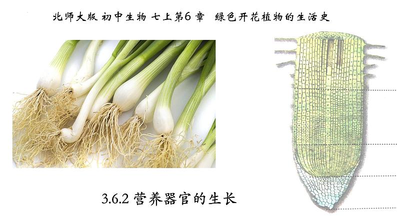 3.6.2+营养器官的生长-【精华备课】2023-2024学年七年级生物上册同步教学课件（北师大版）第1页