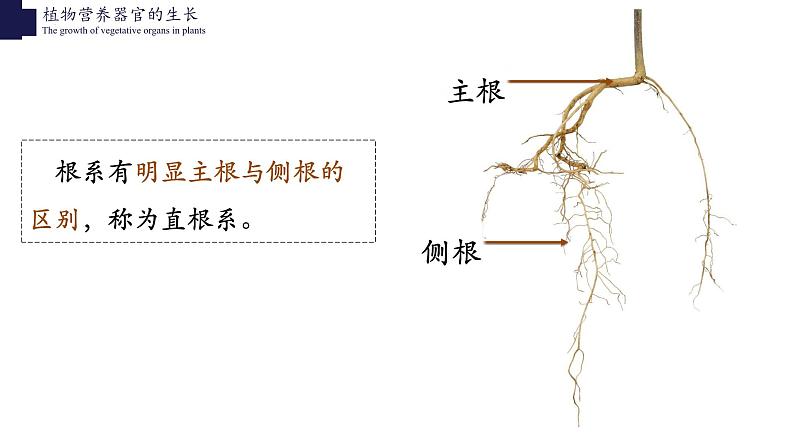 3.6.2+营养器官的生长-【精华备课】2023-2024学年七年级生物上册同步教学课件（北师大版）第6页