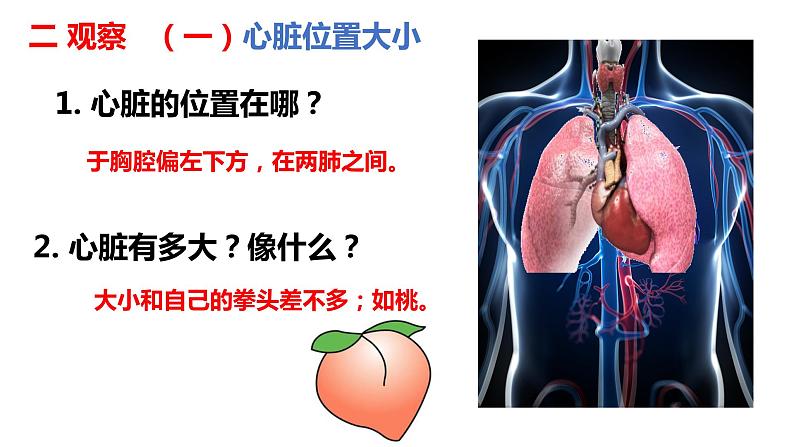 输送血液的泵—心脏PPT05