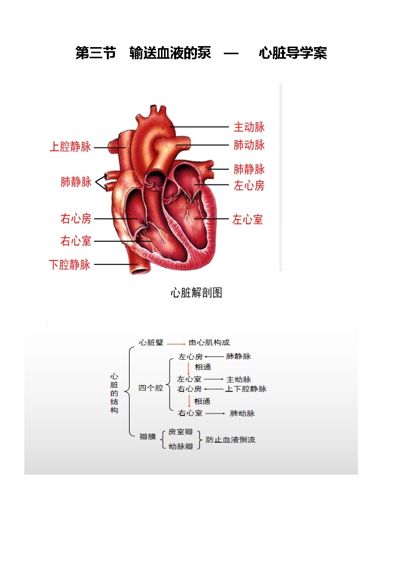 输送血液的泵—心脏 课件教案学案01