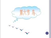 第一章第六节《鸟》课件人教版八年级上册生物