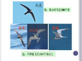 第一章第六节《鸟》课件人教版八年级上册生物