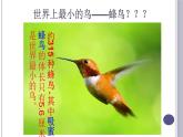 第一章第六节《鸟》课件人教版八年级上册生物