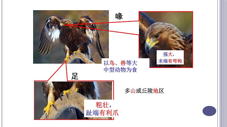 第一章第六节《鸟》课件人教版八年级上册生物08