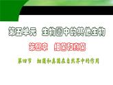 第四章第四节《细菌和真菌在自然界中的作用》课件人教版生物八年级上册