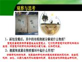 第四章第四节《细菌和真菌在自然界中的作用》课件人教版生物八年级上册