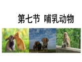 第一章第七节《哺乳动物》人教版生物八年级上册课件PPT