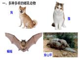 第一章第七节《哺乳动物》人教版生物八年级上册课件PPT