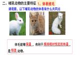 第一章第七节《哺乳动物》人教版生物八年级上册课件PPT