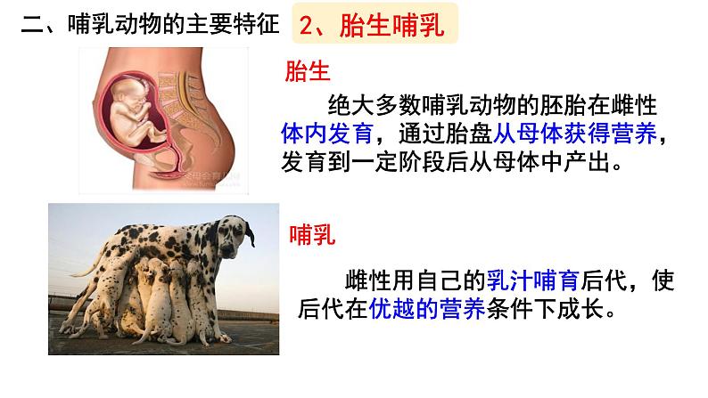 第一章第七节《哺乳动物》人教版生物八年级上册课件PPT第5页