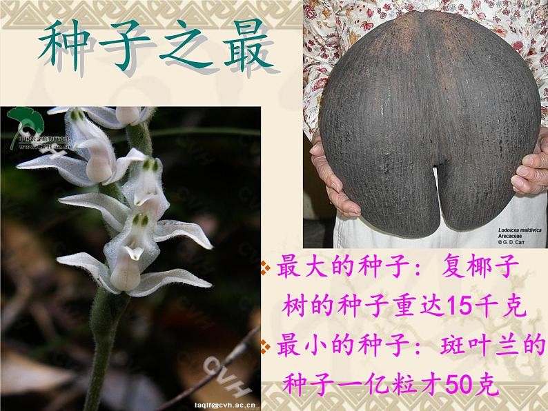 第三单元第二节《种子植物》课件人教版生物七年级上册02