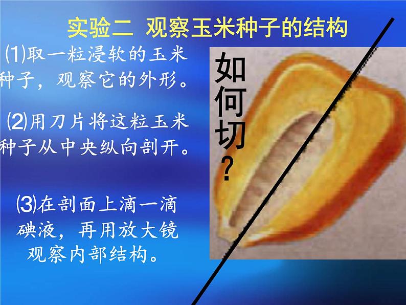 第三单元第二节《种子植物》课件人教版生物七年级上册07