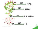 第三单元第三章《绿色植物与生物圈的水循环》人教版生物七年级上册课件PPT
