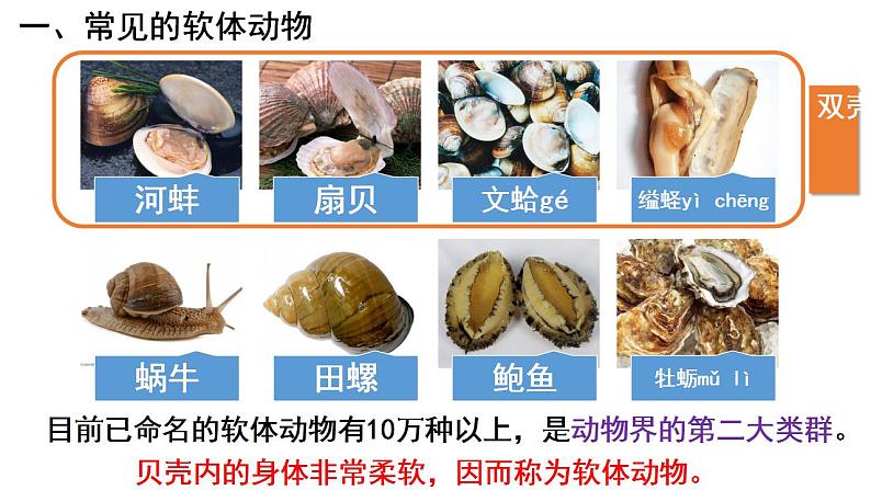 第一章第三节《软体动物和节肢动物》人教版生物八年级上册课件PPT02