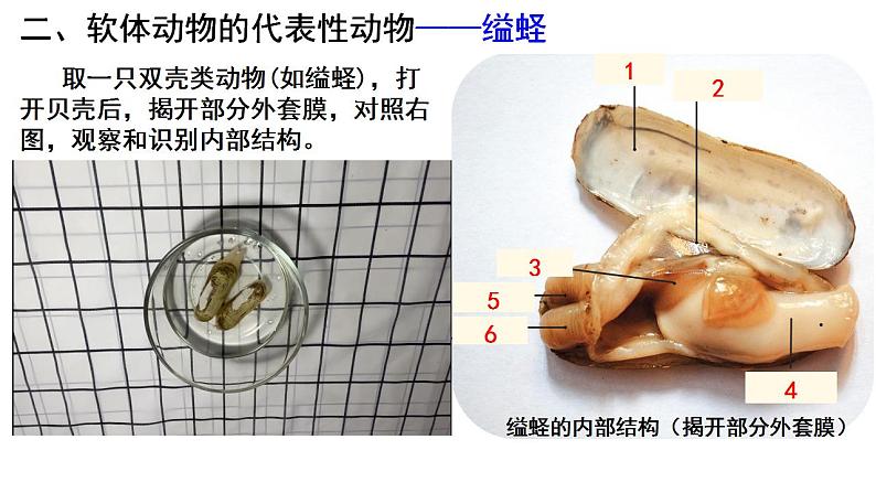 第一章第三节《软体动物和节肢动物》人教版生物八年级上册课件PPT03