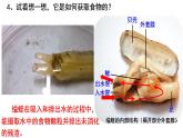 第一章第三节《软体动物和节肢动物》人教版生物八年级上册课件PPT