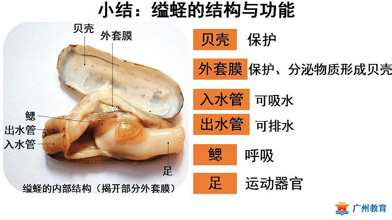 第一章第三节《软体动物和节肢动物》人教版生物八年级上册课件PPT06