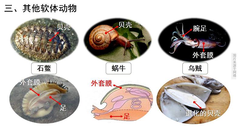 第一章第三节《软体动物和节肢动物》人教版生物八年级上册课件PPT07