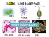 3.1.1 细胞的基本结构与功能课件PPT