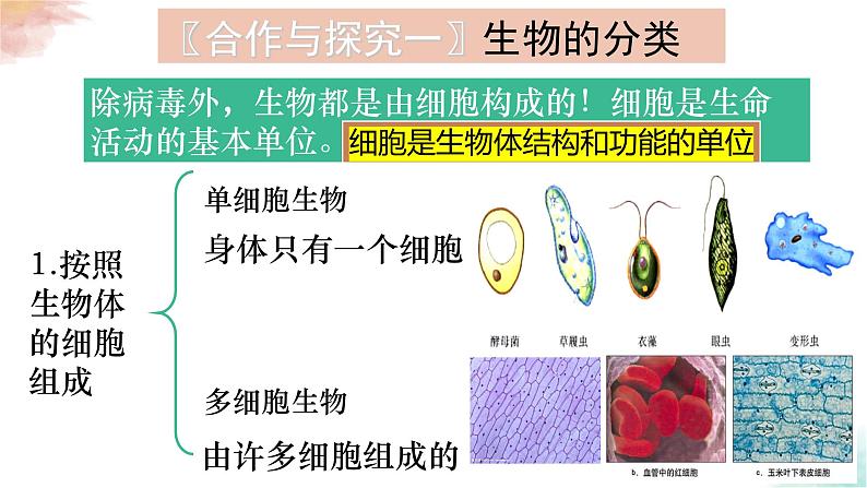 3.1.1 细胞的基本结构与功能课件PPT04