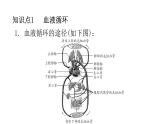 北师大版七年级生物下册第9章人体内的物质运输第2节血液循环第2课时练习课件