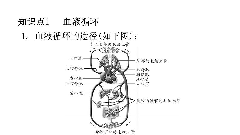 北师大版七年级生物下册第9章人体内的物质运输第2节血液循环第2课时练习课件第2页