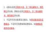 北师大版七年级生物下册第9章人体内的物质运输第2节血液循环第2课时练习课件