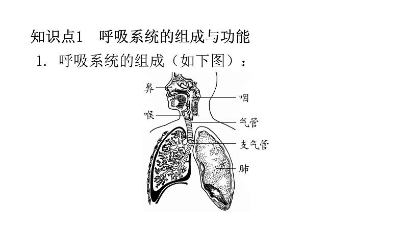 北师大版七年级生物下册第10章人体的能量供应第2节人体细胞获得氧气的过程第1课时练习课件第2页