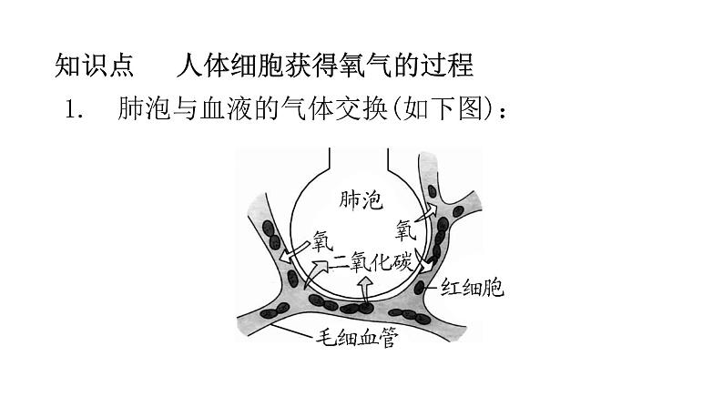 北师大版七年级生物下册第10章人体的能量供应第2节人体细胞获得氧气的过程第2课时练习课件第2页