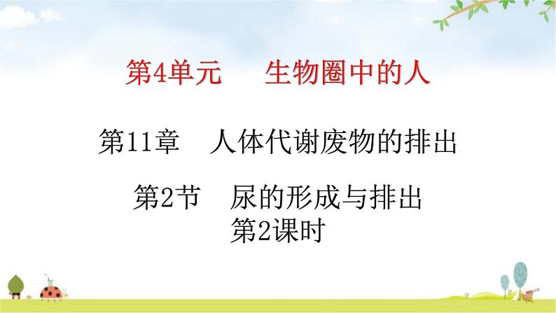 北师大版七年级生物下册第11章人体代谢废物的排出第2节尿的形成与排出第2课时练习课件01