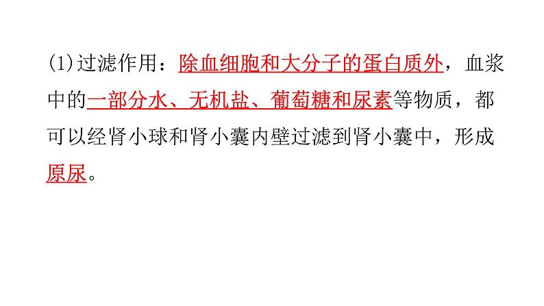 北师大版七年级生物下册第11章人体代谢废物的排出第2节尿的形成与排出第2课时练习课件03