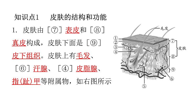 北师大版七年级生物下册第11章人体代谢废物的排出第3节皮肤与汗液分泌练习课件02