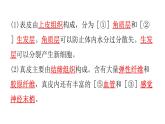北师大版七年级生物下册第11章人体代谢废物的排出第3节皮肤与汗液分泌练习课件