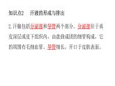 北师大版七年级生物下册第11章人体代谢废物的排出第3节皮肤与汗液分泌练习课件