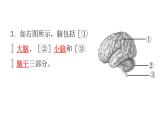 北师大版七年级生物下册第12章人体的自我调节第1节神经系统与神经调节第1课时练习课件