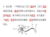 北师大版七年级生物下册第12章人体的自我调节第1节神经系统与神经调节第1课时练习课件