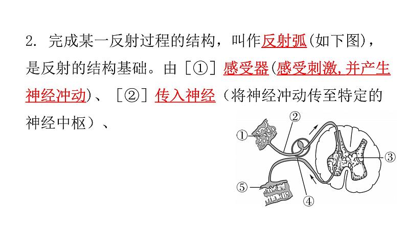 北师大版七年级生物下册第12章人体的自我调节第1节神经系统与神经调节第2课时练习课件第3页