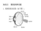 北師大版七年級生物下冊第12章人體的自我調(diào)節(jié)第2節(jié)感受器和感覺器官第1課時練習課件