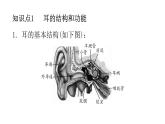 北師大版七年級生物下冊第12章人體的自我調(diào)節(jié)第2節(jié)感受器和感覺器官第2課時練習課件
