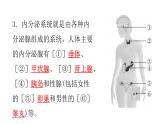 北師大版七年級(jí)生物下冊(cè)第12章人體的自我調(diào)節(jié)第3節(jié)激素調(diào)節(jié)練習(xí)課件
