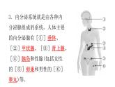 北师大版七年级生物下册第12章人体的自我调节第3节激素调节练习课件