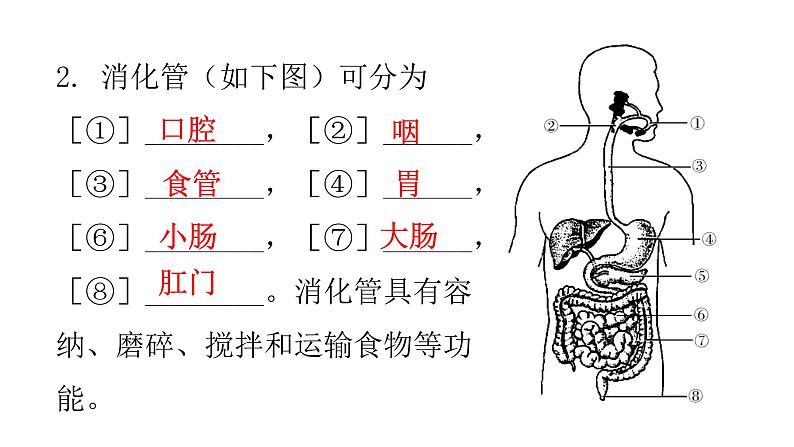 北师大版七年级生物下册第8章人体的营养第2节食物的消化和营养物质的吸收第1课时课件05