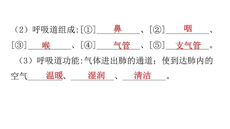 北师大版七年级生物下册第10章人体的能量供应第2节人体细胞获得氧气的过程第1课时课件第5页