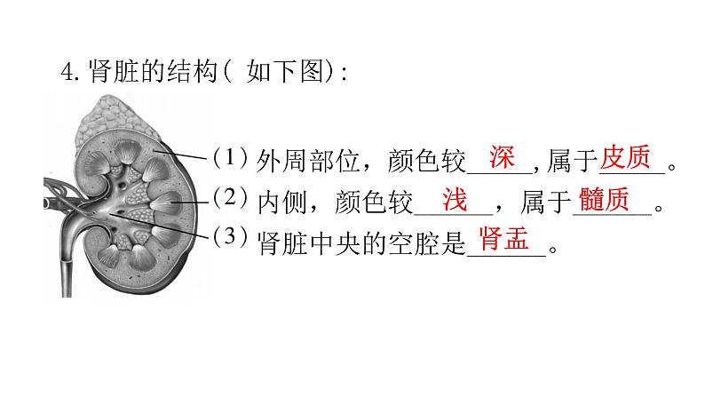 北师大版七年级生物下册第11章人体代谢废物的排出第2节尿的形成与排出第1课时课件07