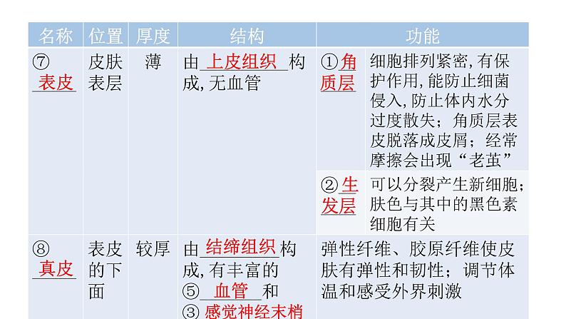 北师大版七年级生物下册第11章人体代谢废物的排出第3节皮肤与汗液分泌课件第5页