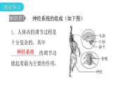 北师大版七年级生物下册第12章人体的自我调节第1节神经系统与神经调节第1课时课件