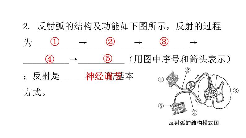 北师大版七年级生物下册第12章人体的自我调节第1节神经系统与神经调节第2课时课件第5页