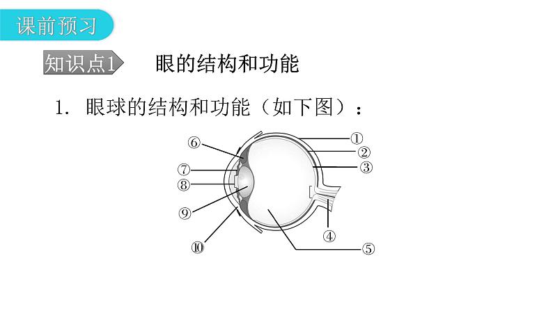 北师大版七年级生物下册第12章人体的自我调节第2节感受器和感觉器官第1课时课件04