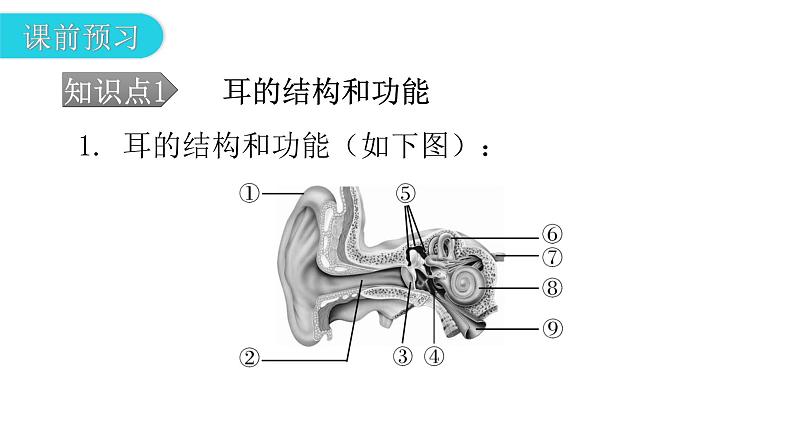 北师大版七年级生物下册第12章人体的自我调节第2节感受器和感觉器官第2课时课件第4页